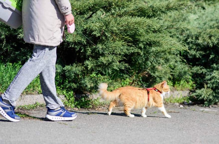 cat walking