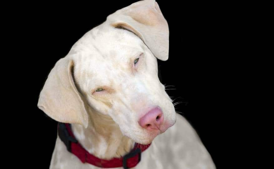 Albino dog with pink nose and tilted head.