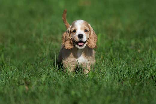 american-cocker-spaniel-puppy-out-in-grass-SW American cocker spaniel puppy outside in the grass.