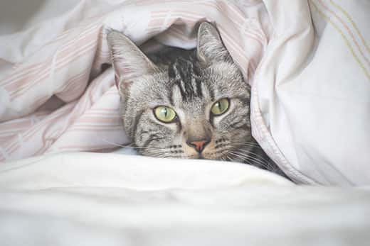 Gray American shorthair cat wrapped up in warm bedding.