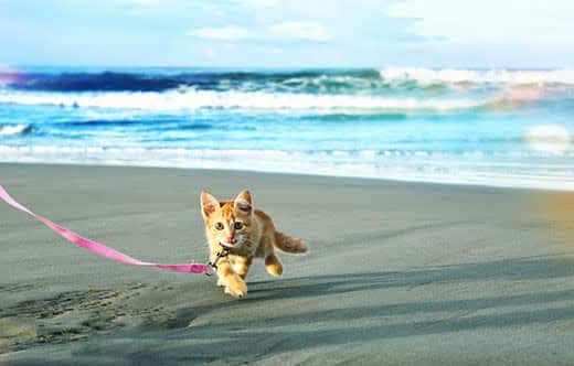 Red angora kitten on pink leash running on beach.