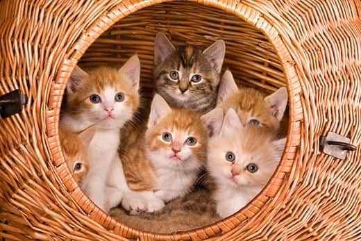 Family of six kittens in a basket