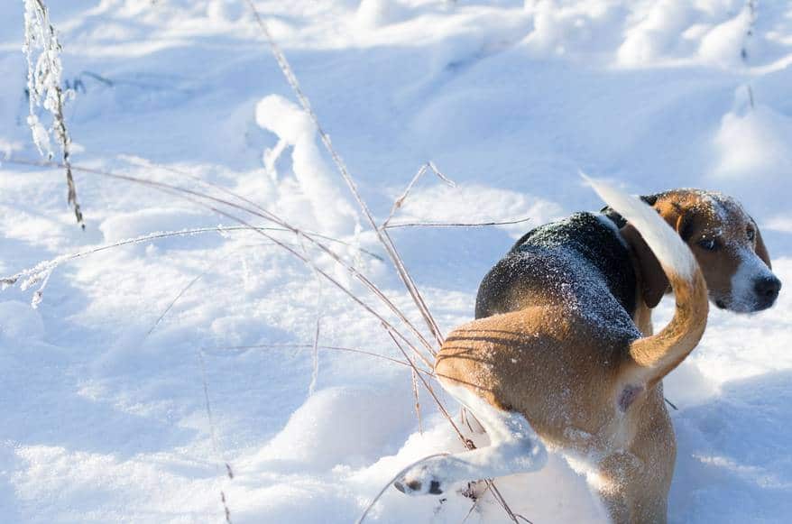 Beagle lifting leg on snow bank.