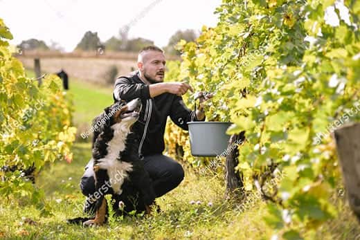 Bernese mountain dog sitting next to and looking up at a man picking grapes from a vine in vineyard.