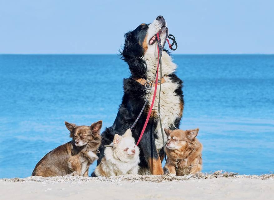 bernese-mountain-dog-with-leashes-in-mouth Bernese Mountain dog with the leashes of three Chihuahuas in his mouth on the seashore