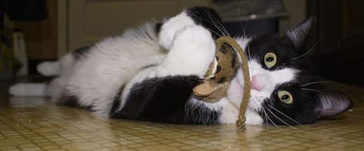 Black and cat laying on its side plays with a toy mouse with surpised look on face.