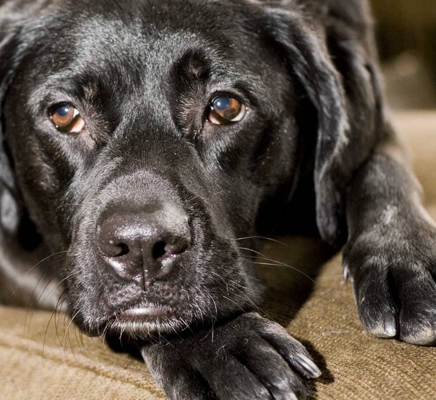 Black lab dog lies on the ground looking depressed