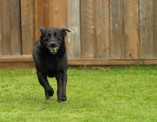 Black lab runs in a backyard with a tennis ball in his mouth.