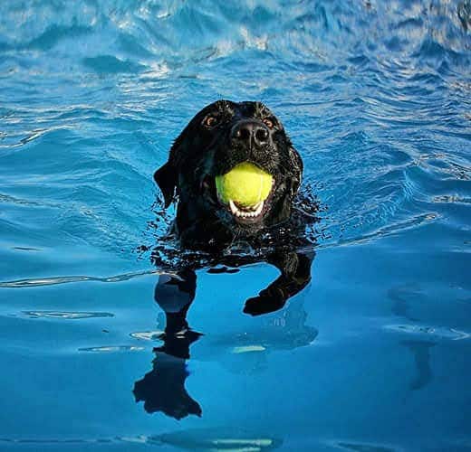 Black lab swimming in a pool with a tennis ball in mouth.