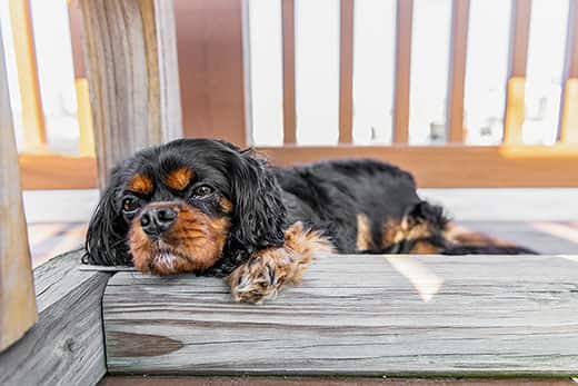 Black and tan cavalier king Charles napping on a deck.