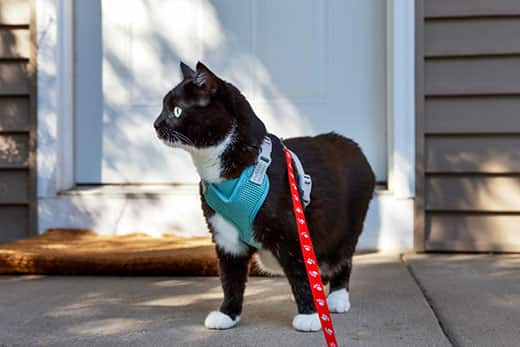 Black and white tuxedo cat wearing a cat walking harness and standing on a porch