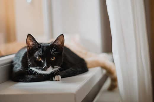 Black and white cat laying on window sill.