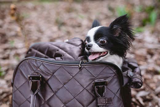 Long-haired black and white chihuahua sits in a fashionable dog purse.