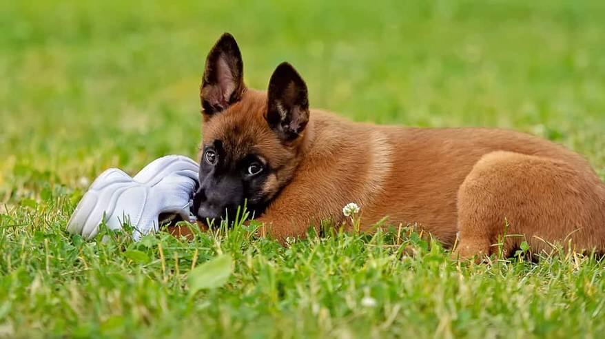 brown-puppy-chewing-on-white-shoe-SW Brown puppy, black face, chews on white shoe in the grass.