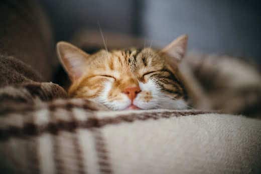 Brown tabby cat with its eyes closed sleeping in a cat bed