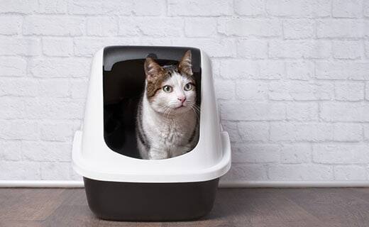 Brown-white-cat-inside-litter-box-SW Brown and white cat inside of a litter box.