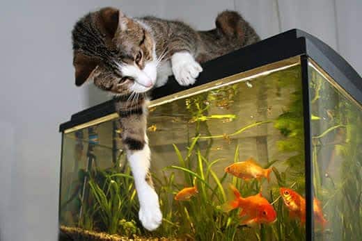 Brown and white cat sits on top of a fishtank with goldfish pawing at the glass.