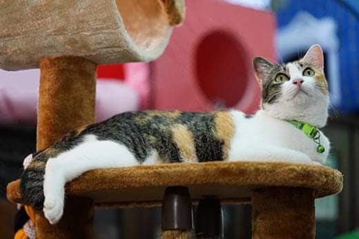 Calico cat in green collar laying on a cat condo