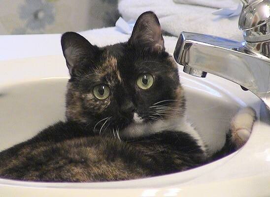 calico-cat-lying-in-bathroom-sink Black and orange calico lying in bathroom sink.