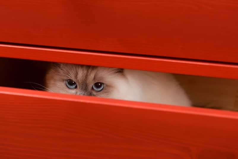 cat-hiding-in-red-drawer-SW Himalayan cat hiding in the red wooden drawer