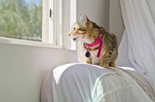 Gray Tabby Cat in pink collar crouching on a covered sofa arm starting out the window.