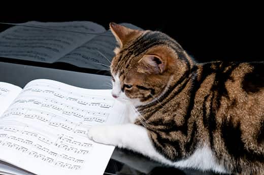 Cat on piano laying next to sheet music.