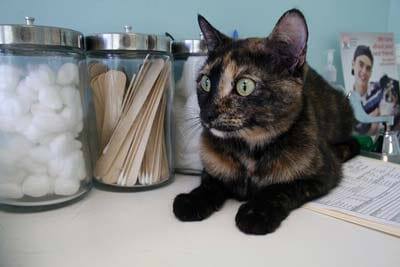 Cat at the Vet Black and brown cat lays on countertop at the vet with jars behind her.