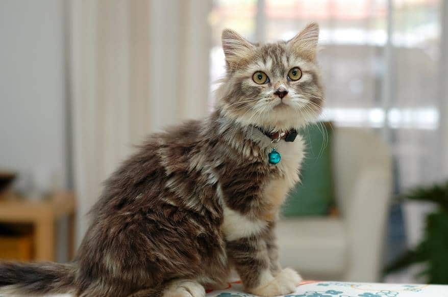 Kitten with blue collar sitting on top of couch-back.
