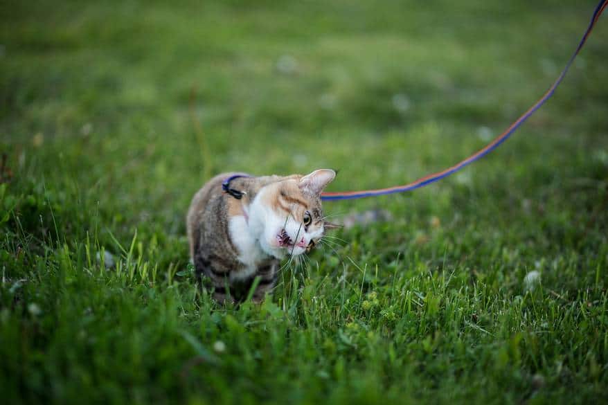 Tabby cat on a purple leash licking a blade of grass.