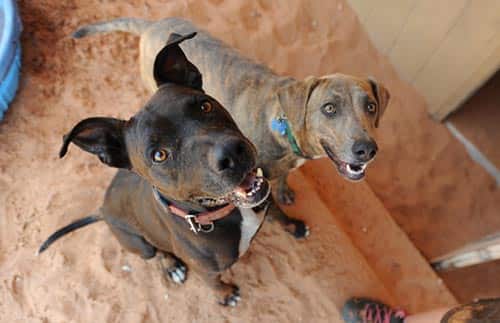 chaplin-and-cordelia-SW