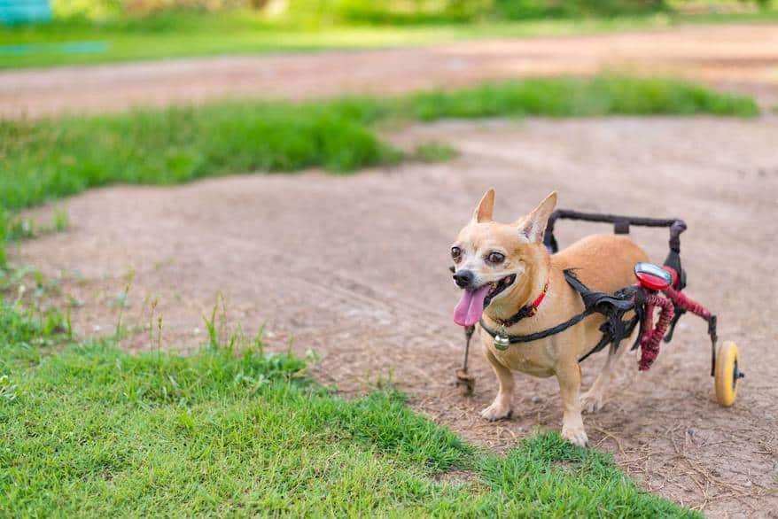 Chihuahua with dog wheelchair running in the grass