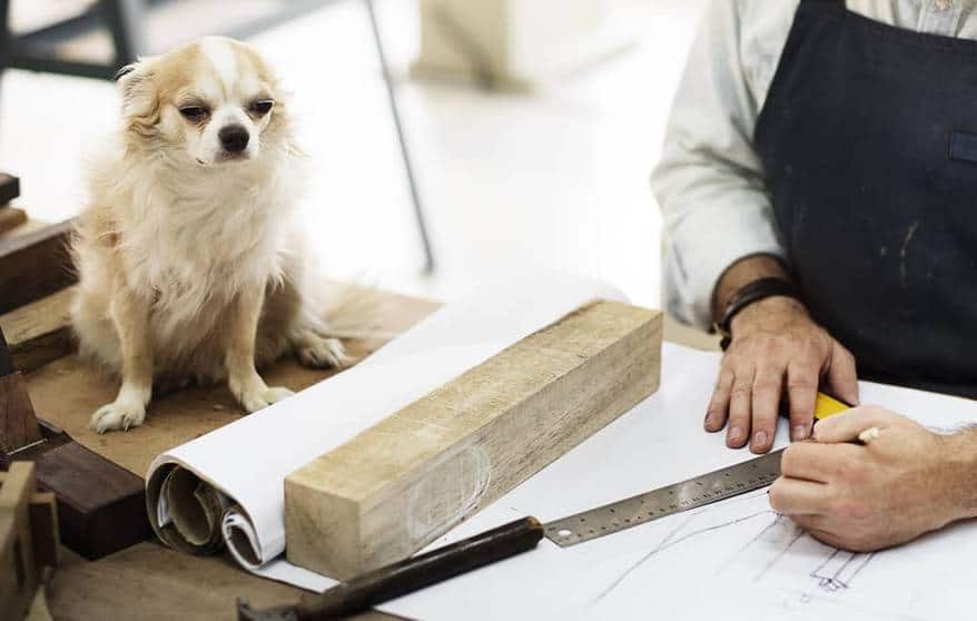 Chihuahua overseeing carpenter drafting plans