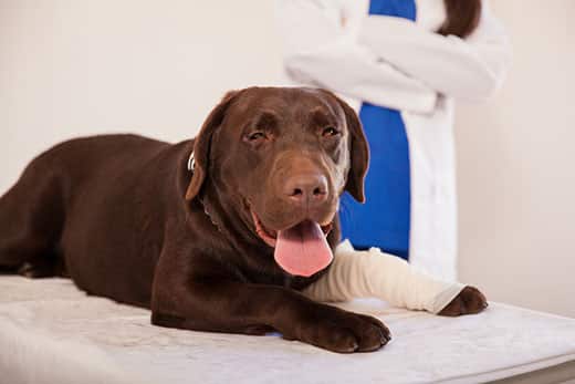 chocolate-lab-with-cast-on-vet-table-SW Big brown labrador with a bandaged leg sitting on a table during a visit to the veterinarian