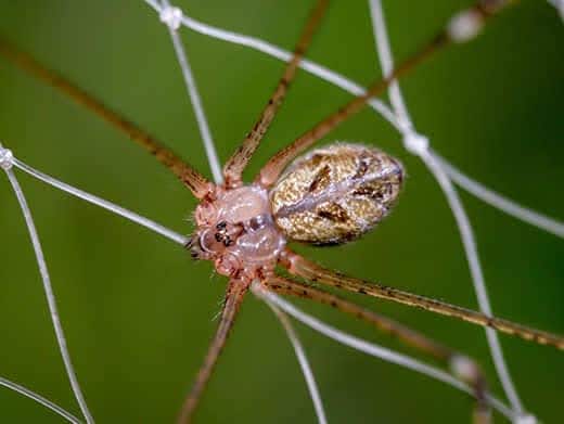 Close-up of a brown recluse spider