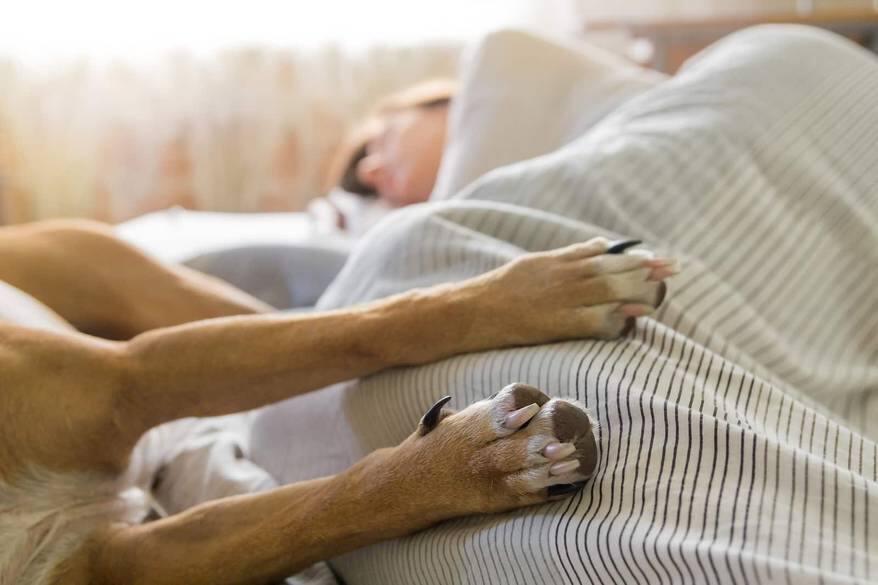 Dog and human sleep in bed. Image of dog paws in bed with a human sleeping in the background on a bright sunny morning.