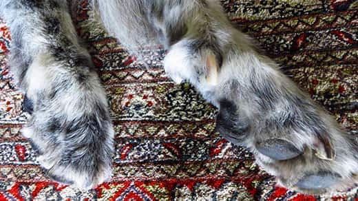 Close-up of dog's paws on a rug showing the dewclaw.
