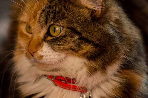 Close-up of a long-haired cat wearing a red collar.