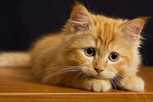 Close-up of an orange kitten with big godlen eyes.