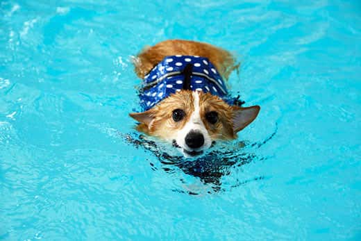 Corgi swimming in a pool.