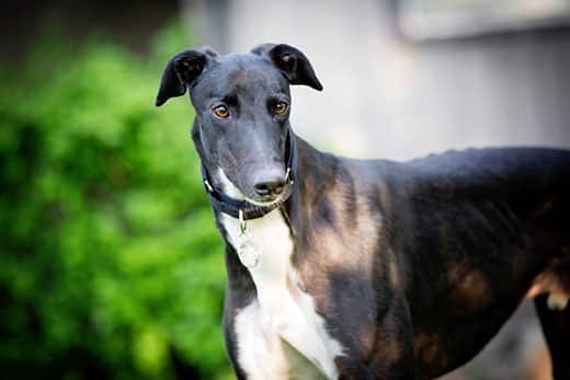 Portrait of a dark brown and white greyhound