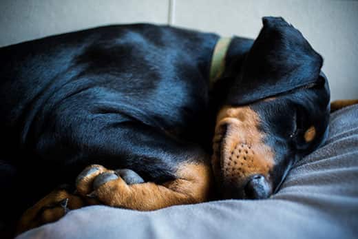 Doberman puppy in green collar is sleeping on bed.