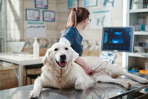 Doctor performing an ultrasound scan on dog