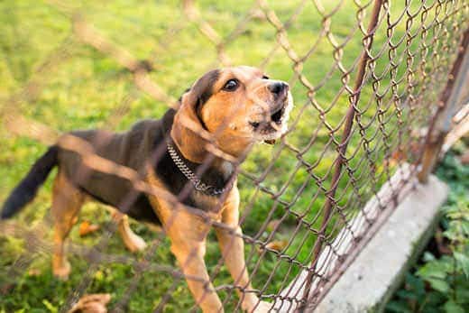dog-barking-through-chain-link-fence-SW Dog in yard barks through chain link fence.