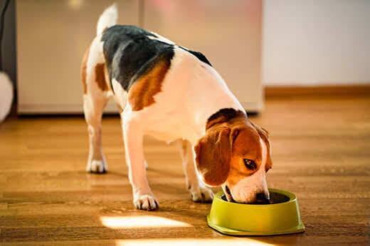 Dog beagle eating canned food from bowl in bright interior. Dog food concept. Dog beagle eating canned food from bowl in bright interior. Dog food concept.