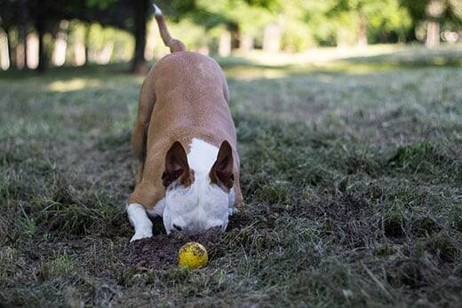 Dog dig a hole in the public park. Playing, bored, curiosity dog
