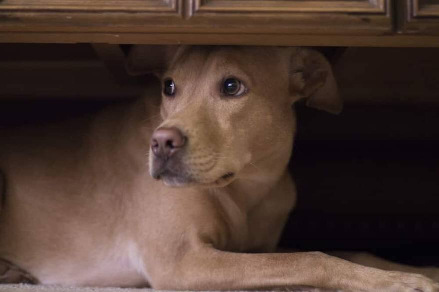 Dog hides under coffee table from fireworks outside.
