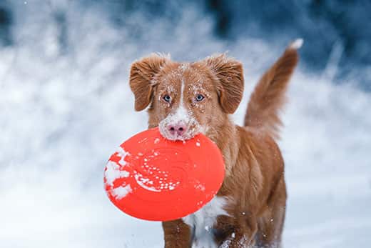 dog-in-winter-scene-with-frisbee Dog Nova Scotia Duck Tolling Retriever walking in winter park holding a Frisbee in his mouth.