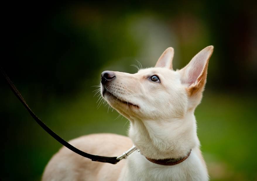 Dog on black leash outdoors looking up