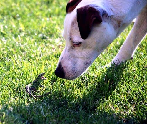 Dog sniffs at a lizard with mouth open in grass.