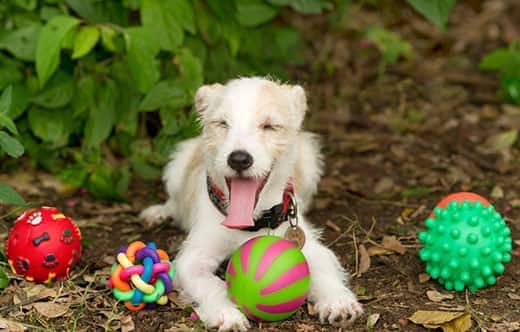 Scruffy dog smiling lays in woodchip flower bed with four dog toy balls next to them.